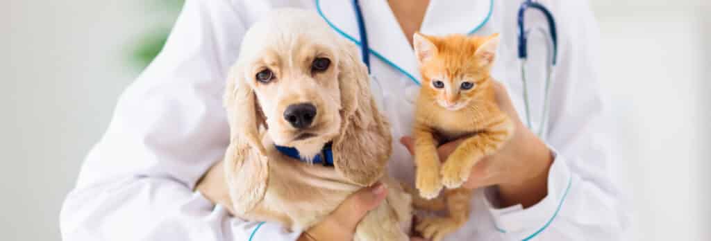 manufacturer of animal cosmetics; Tojo Cosmetics is reinventing animal care: modern formulas, no warning symbols, no cheap chemicals. Get free advice now