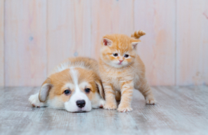 Natürliche Wirkstoffe für Tierkosmetik: Empfehlungen für Katzen und Hunde; Fellpflege