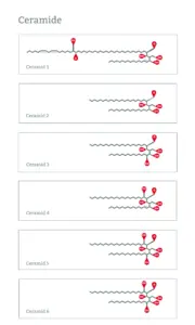 All ceramides with structural formula: ceramide 1, ceramide 2, ceramide 3, ceramide 4, ceramide 5, ceramide 6