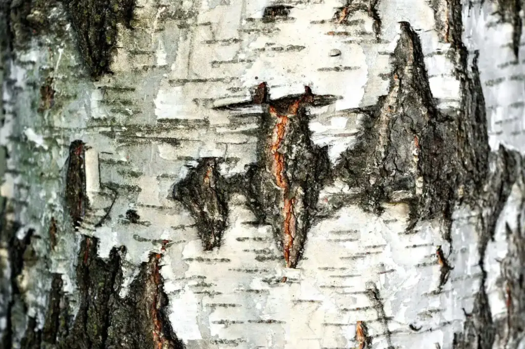 Betulin, weiße Rinde des Birken Baums