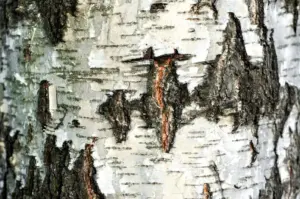 Betulin, weiße Rinde des Birken Baums