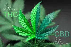 Cannabidiol, cannabis, CBD, THC, cannabis leaf, structural formulas of the molecules THC and CBD