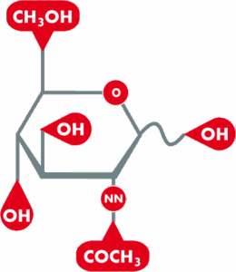 N-Acetyl-Glucosamine Molekül Strukturformel, Acetylglucosamin