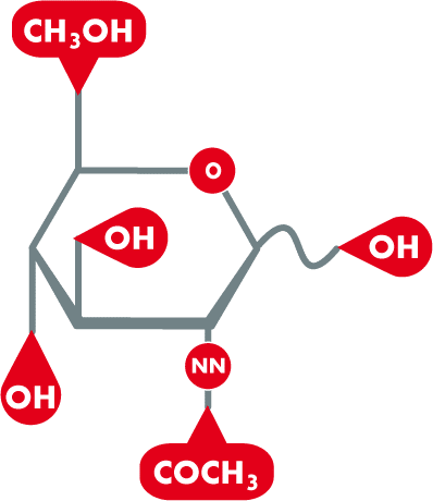 N-Acetyl-Glucosamine Molekül Strukturformel, Acetylglucosamin
